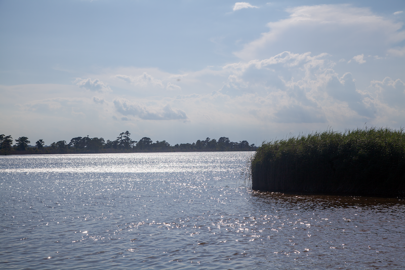 The waters of Lake Mattamuskeet sparkle like diamonds on a sunny day. A clump of green reeds extends into the lake.