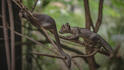 First rare fossa pups born at Chester Zoo for almost a century