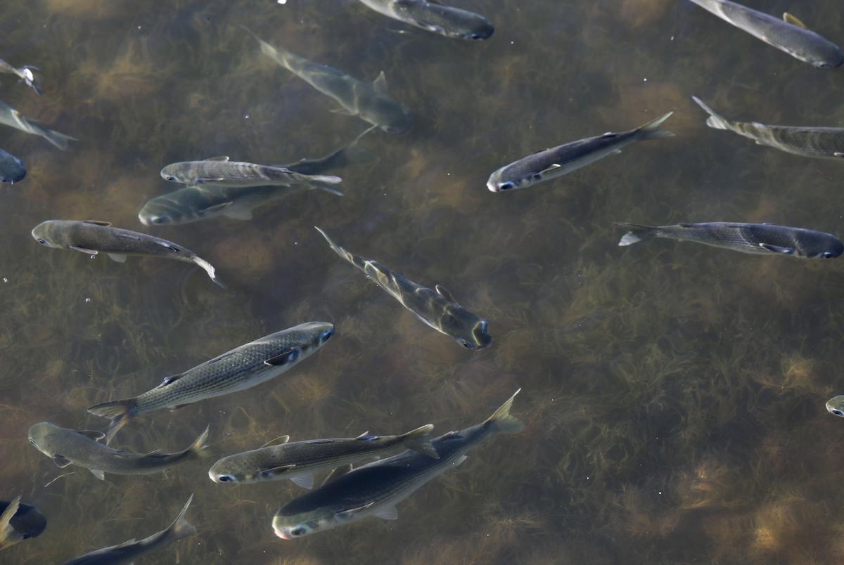 Mullet swim in the shallow water and seagrass beds of Corpus Christi Bay near Ingleside.