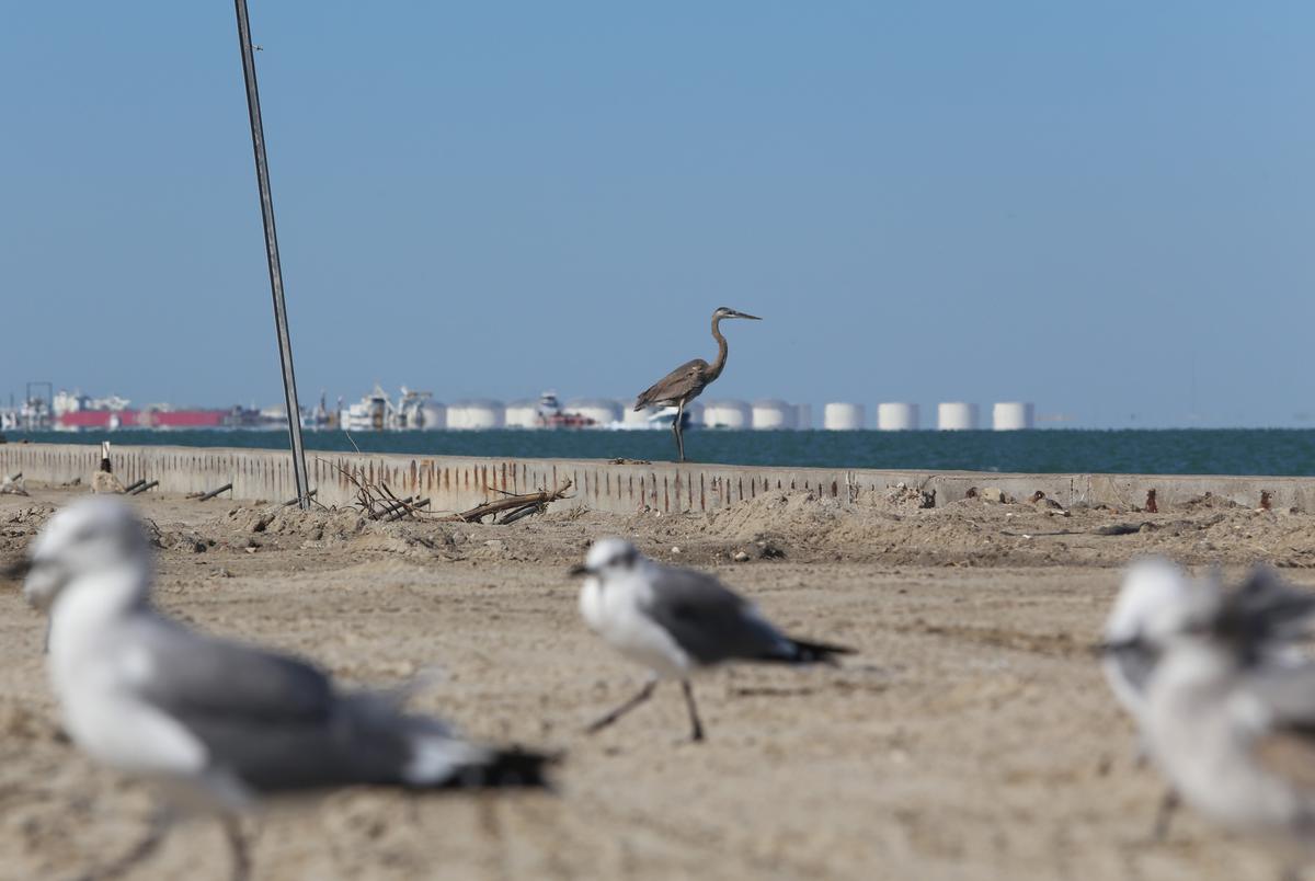 A Great Blue Heron stands across the Aransas channel from a complex of crude oil storage tanks at a new trio of export terminals on Corpus Christi Bay.