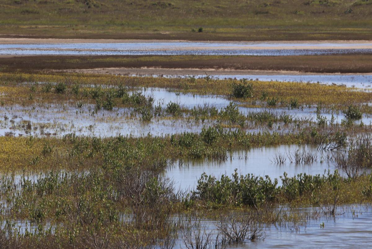 Semi-arid saltwater marshes and sand dunes on Mustang Island, outside Corpus Christi.