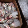 Midland Park business buys fish daily from the Fulton Fish Market in The Bronx