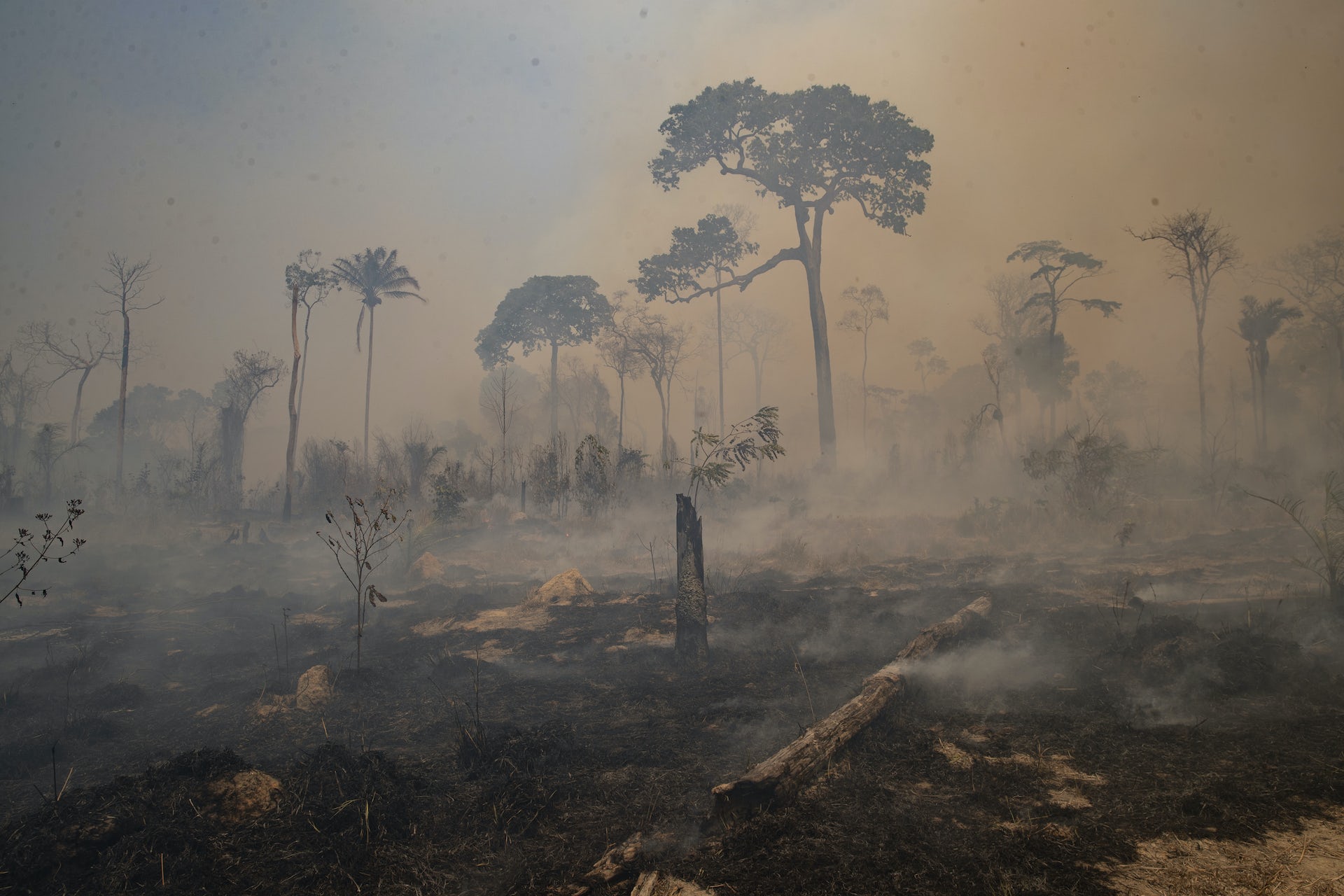 'We are gambling with the future of our planet for the sake of hamburgers': Peter Singer on climate change