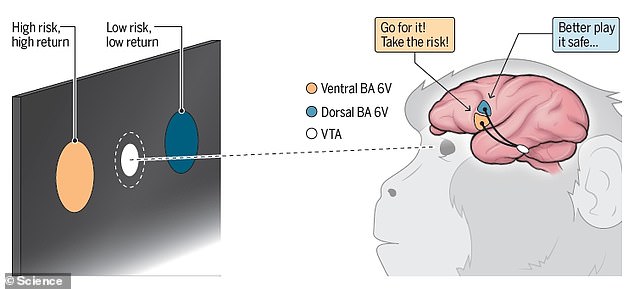 Activating one part of the monkey frontal lobe encouraged the animal to go for a big reward that had a low likelihood of success. Activating another region caused the monkey to stick to an option with better odds of winning a smaller reward