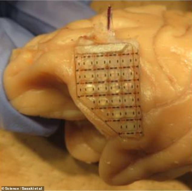 The specially designed electrode array measures brain activity and shines a light to activate gene-edited neurons