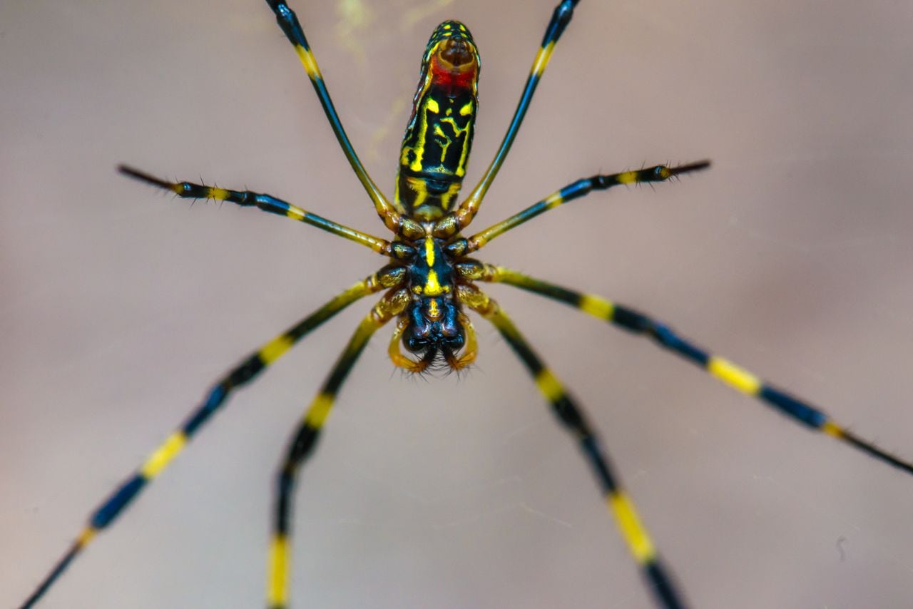 Gamblingâs momentum, giant spiders: Down in Alabama