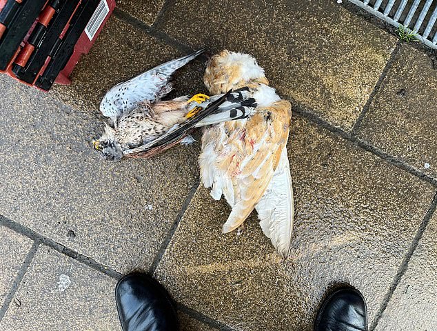 Birds of prey have been also been used for the sinister displays