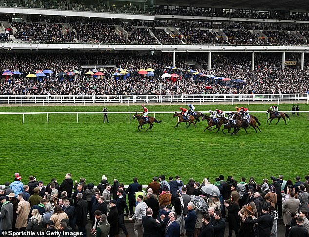 The stands at Cheltenham will again be packed this week for one of the most anticipated events in horse racing - but a small army of illegal bookmakers will be touting for business