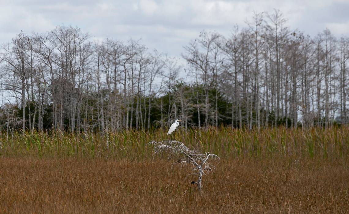 Could online gambling provide millions to save land and fight sea rise in Florida?