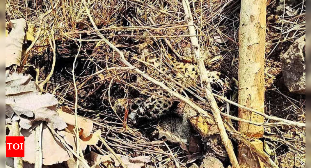 Leopard poached, body parts used in gambling | Ahmedabad News - Times of India